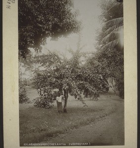 Calabash tree