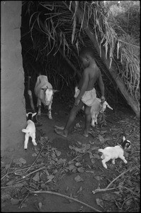 A child playing with a goat