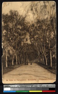 Road in the forest, Kisantu, Congo, ca.1920-1940