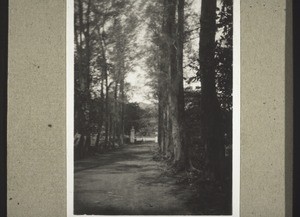 Casuarina alley in the mission compound in Putrur, 1928