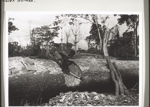 A silk cotton tree, which had to be cleared off the building site in Kumba. The trunk was so thick and spongy, that it had to be hacked instead of sawed to pieces