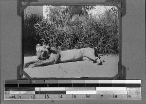 Shot lion, Nyasa, Tanzania