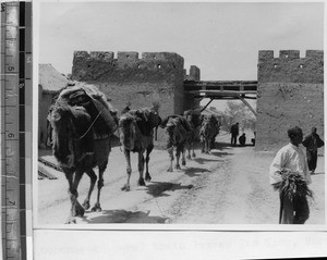 Camel train near Guyuan, Ningxia Huizu Zizhiqu, China, 1936