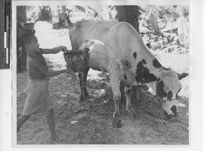 A boy washing a cow at Jiangmen, China, 1947