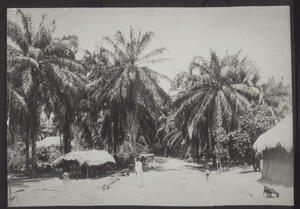 A grove of palms on the Volta in Kpong