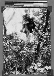 Missionary Stolz in Mwasukulu Forest, Nyasa, Tanzania, ca. 1898-1914