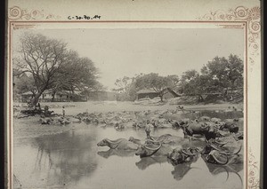 Buffalo cows taking their baths, Hubli