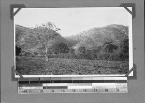 New coffee plantation, Utengule, Tanzania, ca.1929-1930