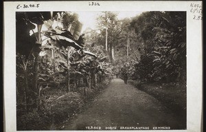 Carriers coming through a cocoa plantation, in the Victoria area, Cameroon