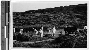 Harvesting the grain, Korea, ca. 1920-1940