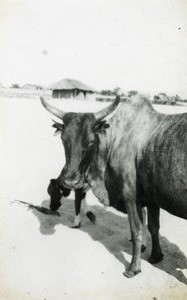 Cow and Calf, Malawi, ca. 1914-1918