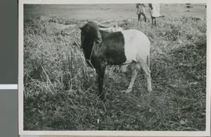 Livestock, Lagos, Nigeria, 1950