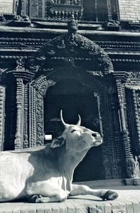 Kathmandu, Nepal. October 1991. A Holy Cow resting in front of the temple