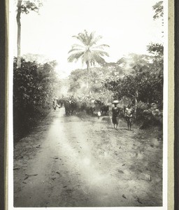 Hausa cattle