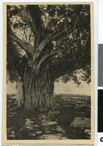 European woman under wild fig tree, South Africa