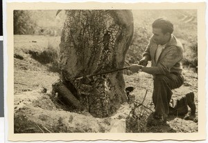 Cooking a meal at a smouldering waddessa tree, Ethiopia, 1952