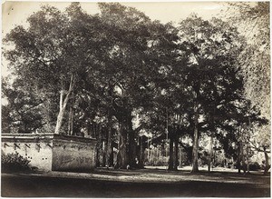 Big Baniana tree. (Ficus Indica), near Kundelur im the Tamil country, covering 1800