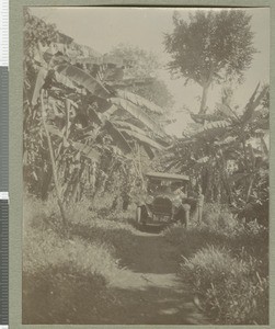 Driving through banana plants, Eastern province, Kenya, ca.1924