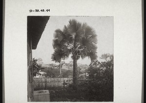 Fan-palm in Aburi