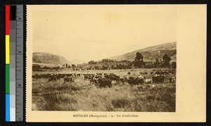 Zebu grazing on an open field, Madagascar, ca.1920-1940