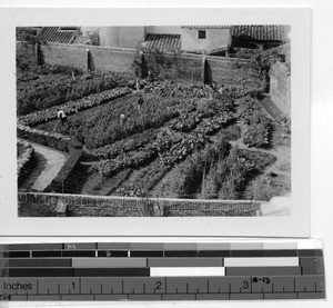 The convent garden at Yangjian, China, 1939