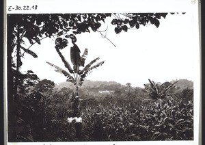 Mission station Nyasoso, Cameroon, seen from a distance