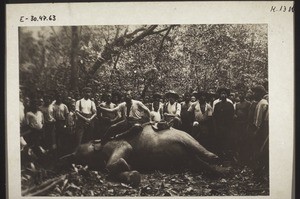 Elephant killed by hunters