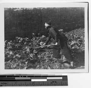 Woman tending vegetable garden in Guilin, China, 1947