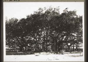 Banyan tree