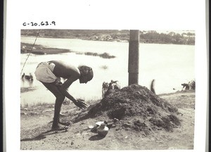 Verehrung von Schlangen in Coimbatur