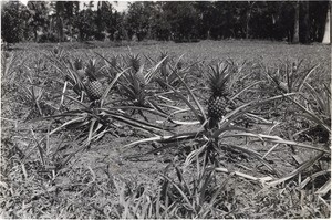 Field of pineapples, in Madagascar