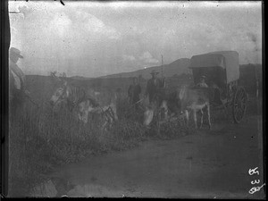 Donkey-drawn cart, Mhinga, South Africa, 1897