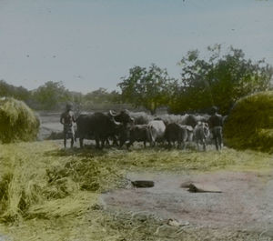 Threshing floor: Oxen trample grains off