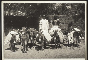 Indian laundryman with his donkeys