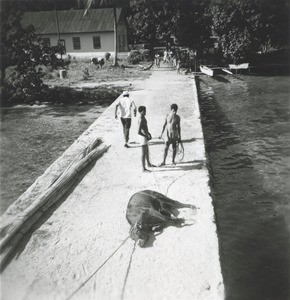 An ox was pulled with a rope, along a pier