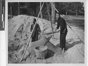 Collecting rice at Henan, China, 1949