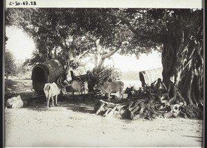 Bullock carts at the ferry