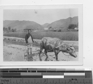 Plowing the fields with a water buffalo at Soule, China, 1934