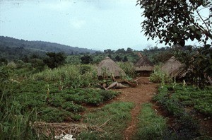 Yard and houses, Cameroon, 1953-1968