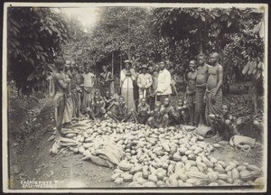 Cacao-Ernte in Kamerun. Arbeiter aus Bali und Liberia (angekleidet)