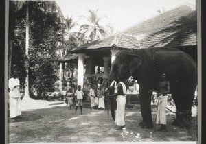 Elefant auf Besuch i. d. Anstalt Parapperi anlässlich des Schivaratri-Festes in Tripangode