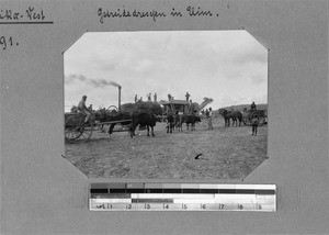 Threshing grain, Elim, South Africa