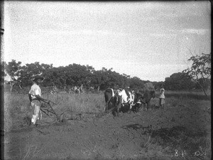 African people ploughing a field, Antioka, Mozambique, ca. 1916-1930