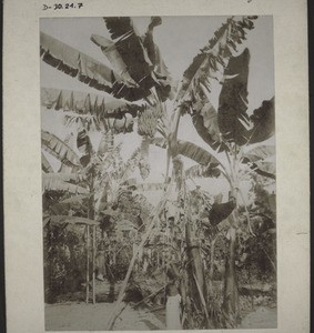 Banana trees bearing fruit