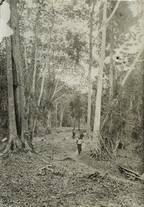 Path in the forest, in Cameroon