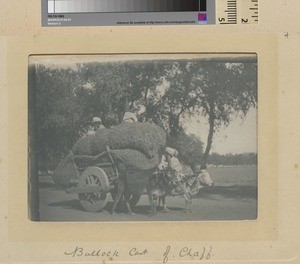 Chaff being removed by a cart, Punjab, Pakistan, ca.1890