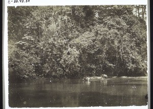 Crossing the River Menge(?) in Cameroon, with mules