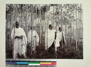 Women working on a field with bamboo sticks, silkworm cultivation, Madagascar, ca.1900