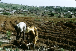 Work in the cassava field, Meiganga, Adamaoua, Cameroon, 1953-1968