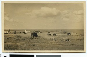 Grazing cattle near Bethel, South Africa